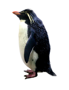 Penguin On A White Background