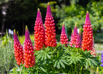 Lupine blooming in red