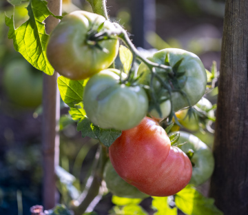 Tomatoes from your own garden