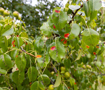 Diseases of fruit trees, spots on the leaves