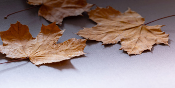Dry maple leaves