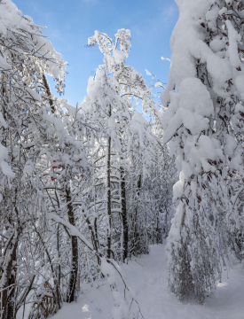 Snow-covered trees