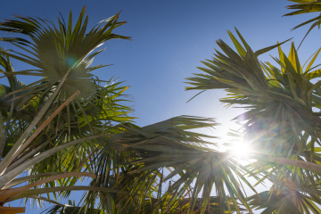 Palm leaves in the sun