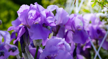 Violet Irises