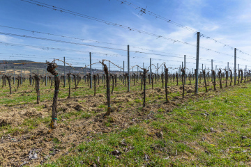 Vineyard in early spring free photo