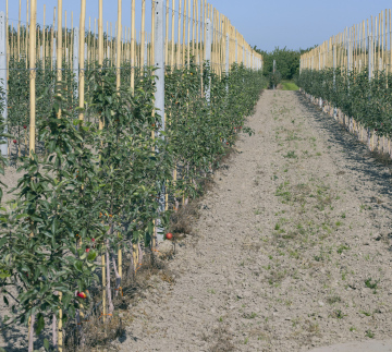 Young Apple Tree Orchard