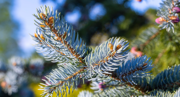 Conifer branch, spruce