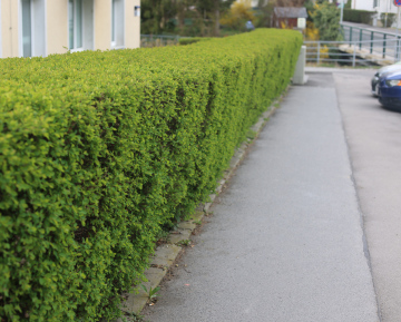 Hedge in front of the building