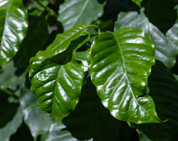 Coffee leaves