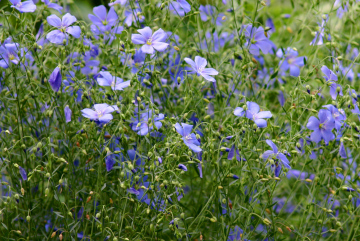 Flax Blooming