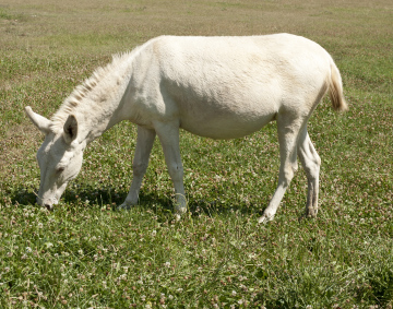 Little White Pony
