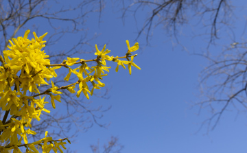 Blooming Forsythia Branch