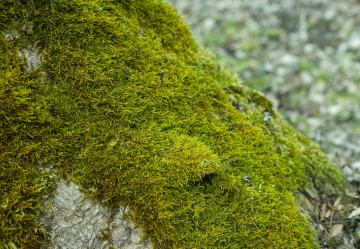 Tree trunk covered with green moss