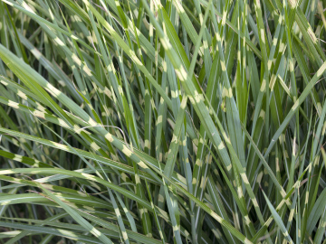 Zebrina grass