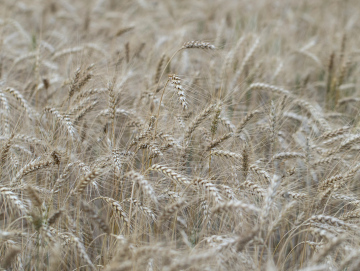 Ears Of Cereals In Intensive Growing