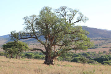 A tree in the savannah