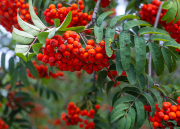 Red Rowan Fruits