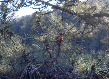 Long pine needles, coniferous tree