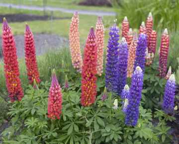 Blooming Lupine, various colors