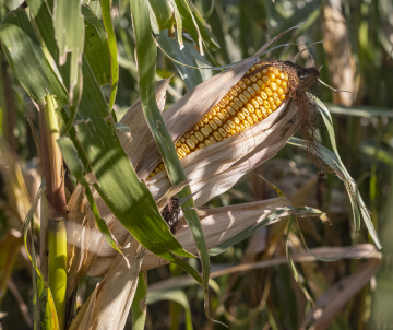 Corn on the cob, harvest