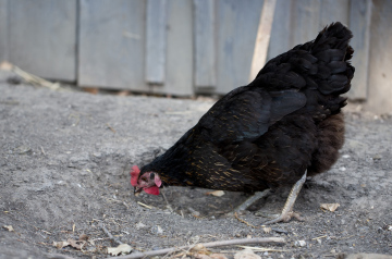 Hen On The Backyard