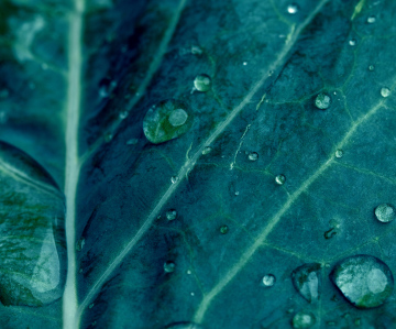 Water on the leaf