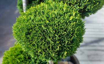 Prune, shaped coniferous shrubs