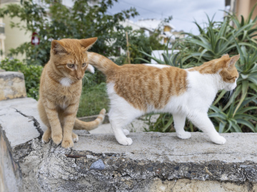 Two Young Cats