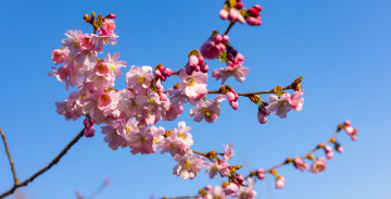 Blossoming Japanese cherry stock photo