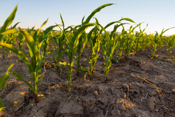 Growing Corn on Dry Soil