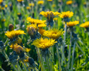 Blooming dandelion