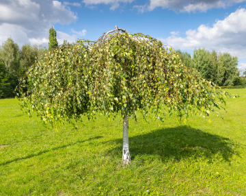 Silver Birch 'Youngii'