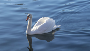 White Swan on the Water
