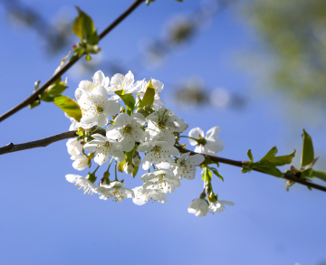 Blooming Tree In Spring
