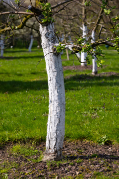 Trunks of fruit trees in an orchard painted white