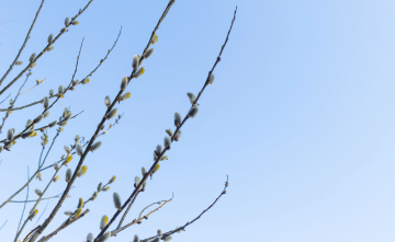 Spring bases on the branches