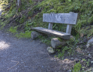 Wooden Bench in the Forest