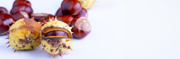 Chestnuts on white background, stock photo banner format