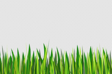 Green grass, vector background