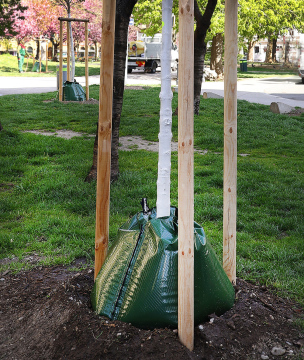 Freshly planted trees. Watering with bags.