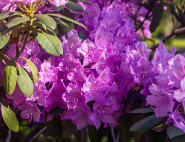 Purple rhododendron, blooming