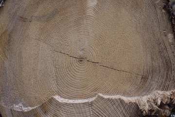 Wood grain, a cut trunk