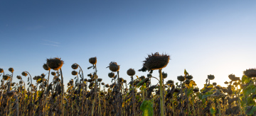 Dry Sunflowers in a farm field