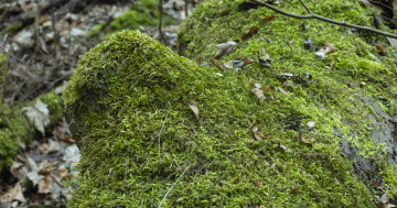 A trunk in the forest covered with moss