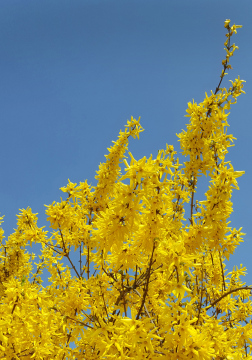 Forsythia In Mid-April