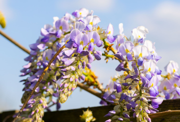 Blooming Wisteria