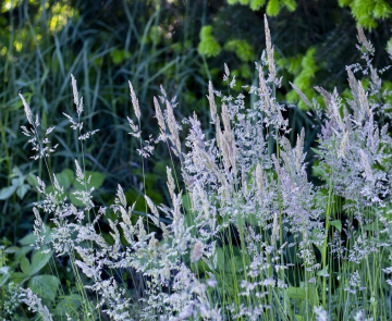 Grass on Łąka