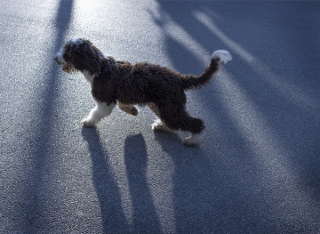 Dog on the asphalt square