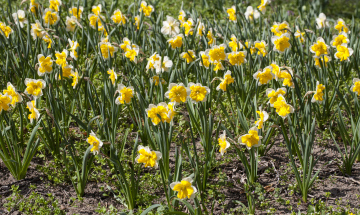Breeding Daffodils