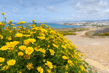 Yellow Flowers in a Mediterranean Landscape
